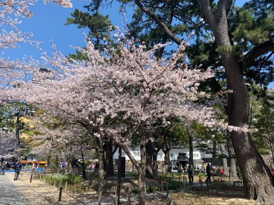 小倉城の桜