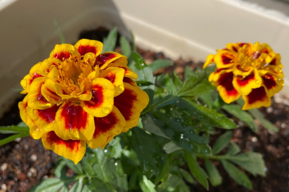 花