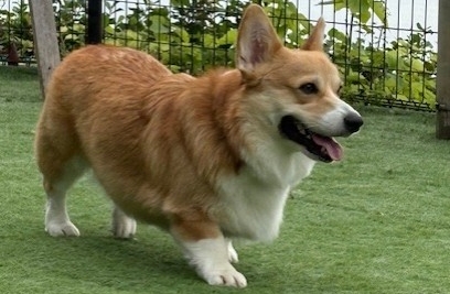 ☆HAKUちゃんのぶらり旅 第126弾☆