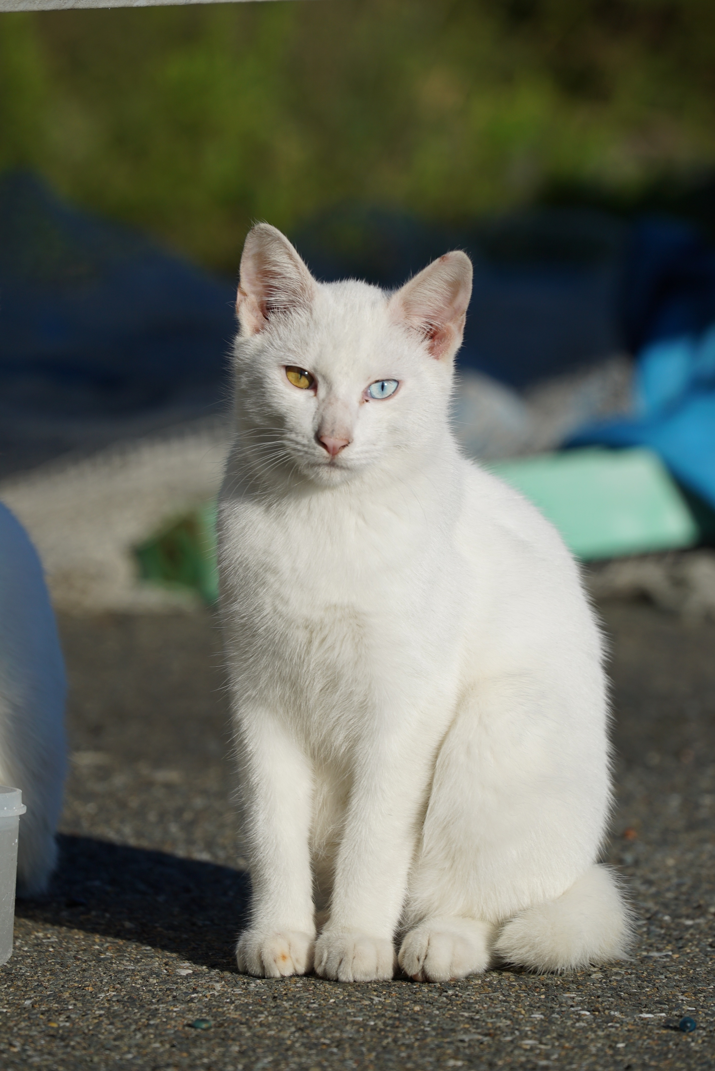 九州ねこ歩き 漁港の朝編